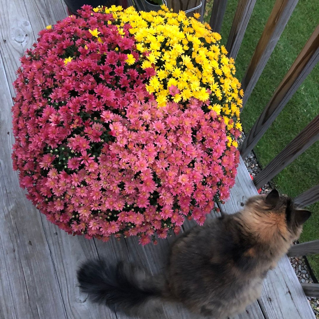 Rae’s Reading Corner
