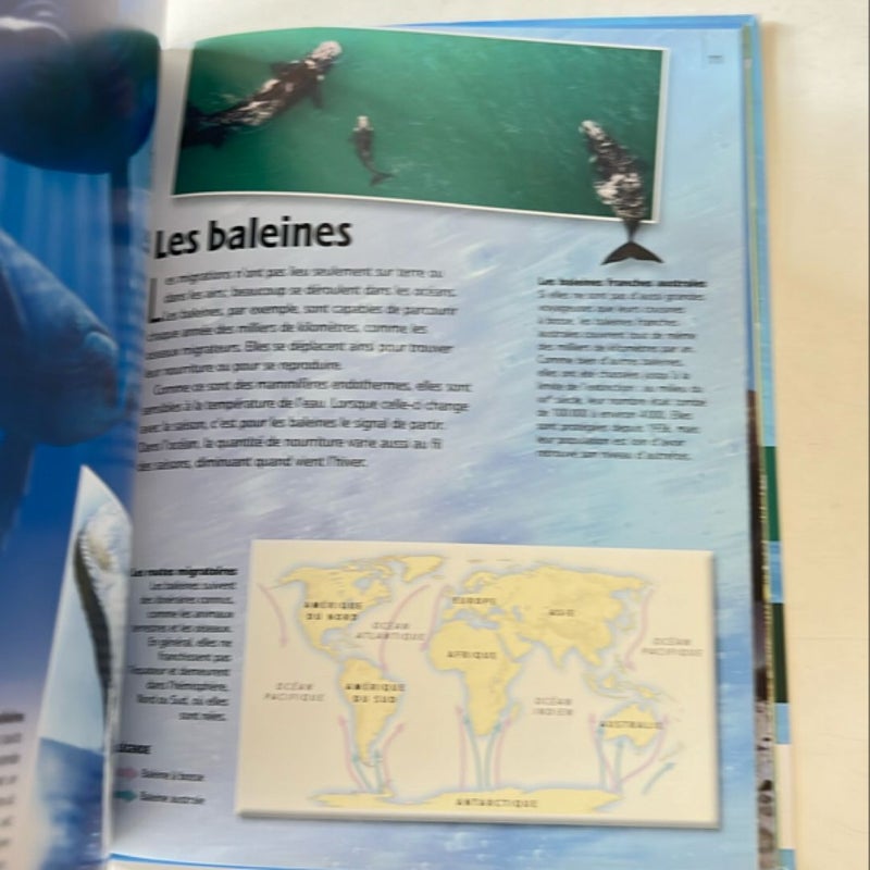 Animaux migrateur