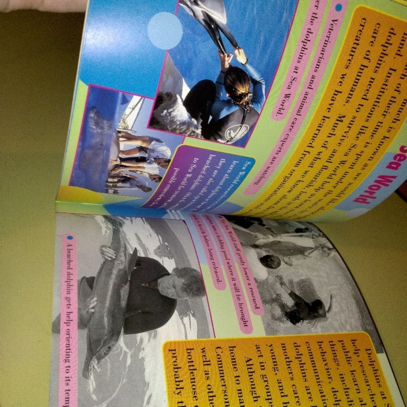 All about Dolphins