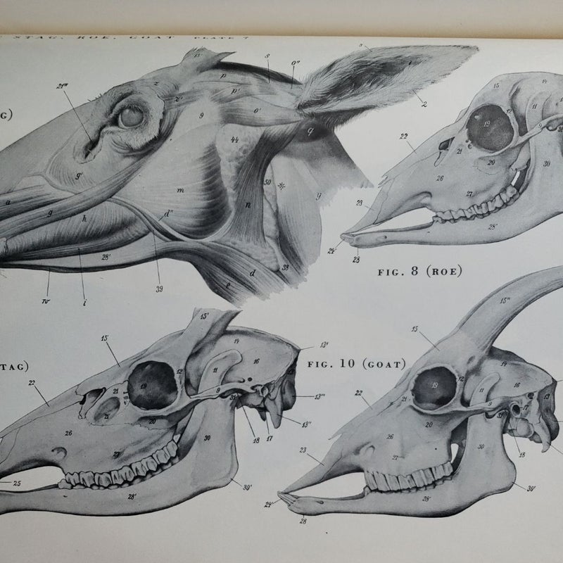 An Atlas of Animal Anatomy for Artists