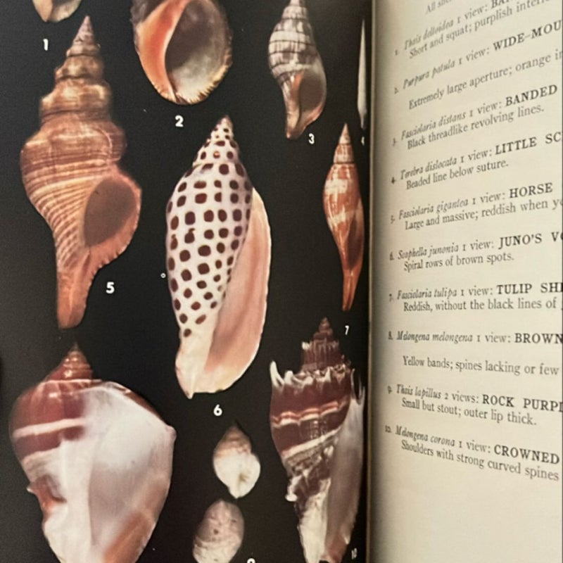 Field Guide to the Shells