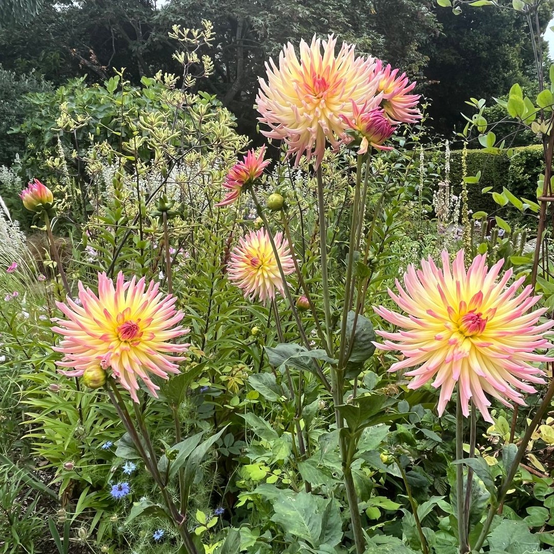 The Wandering Plant Geek