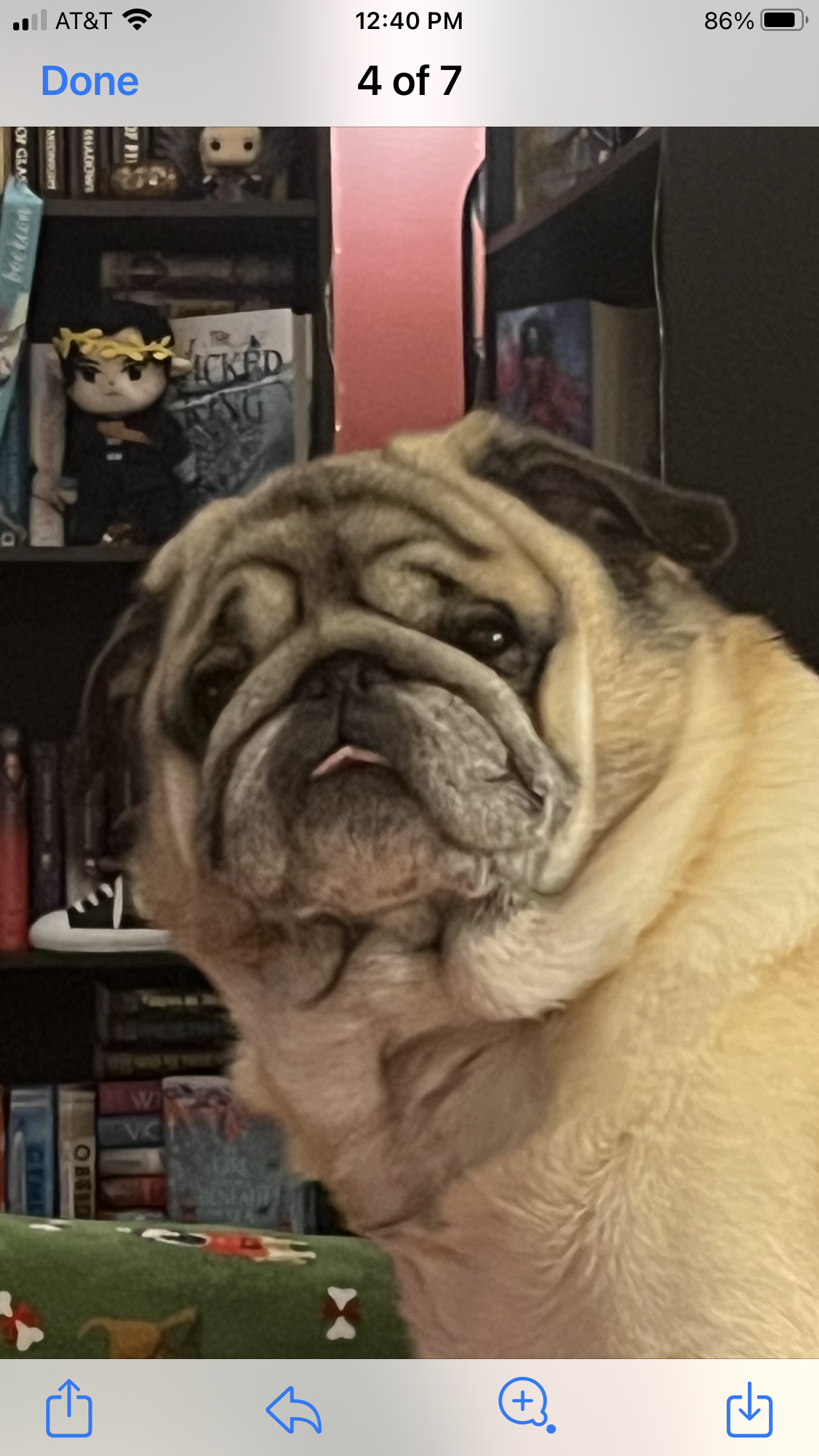 ChrislynReadsWithPugs