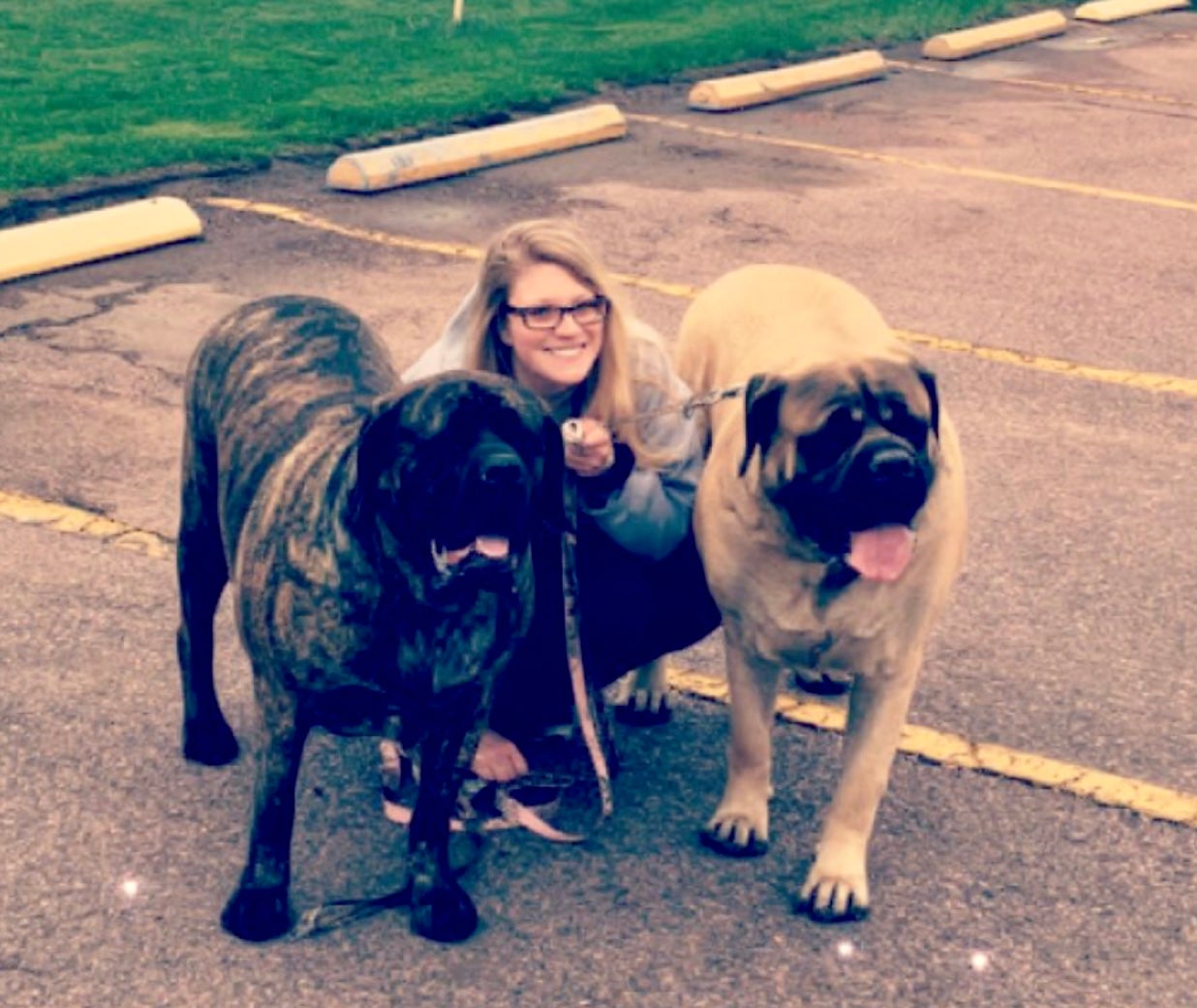 Mastiff Mamma