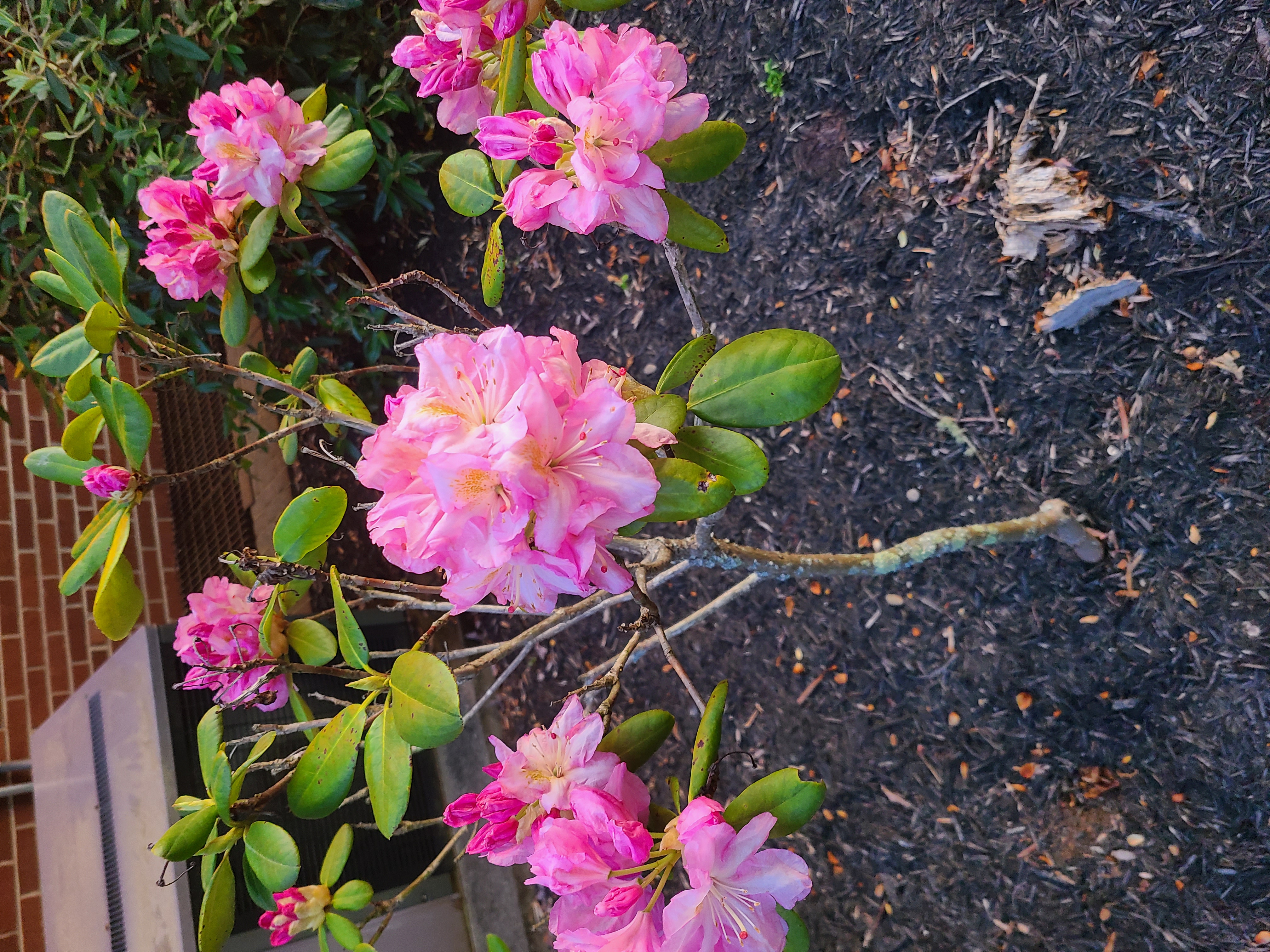 The Booked Custodian ❤️