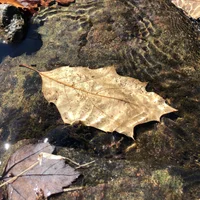 Leaf Books