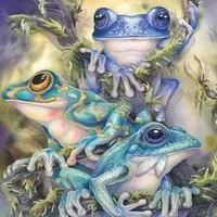 Eclectic Frog