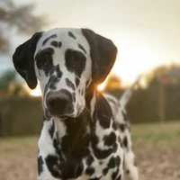 Dalmatians on my Mind