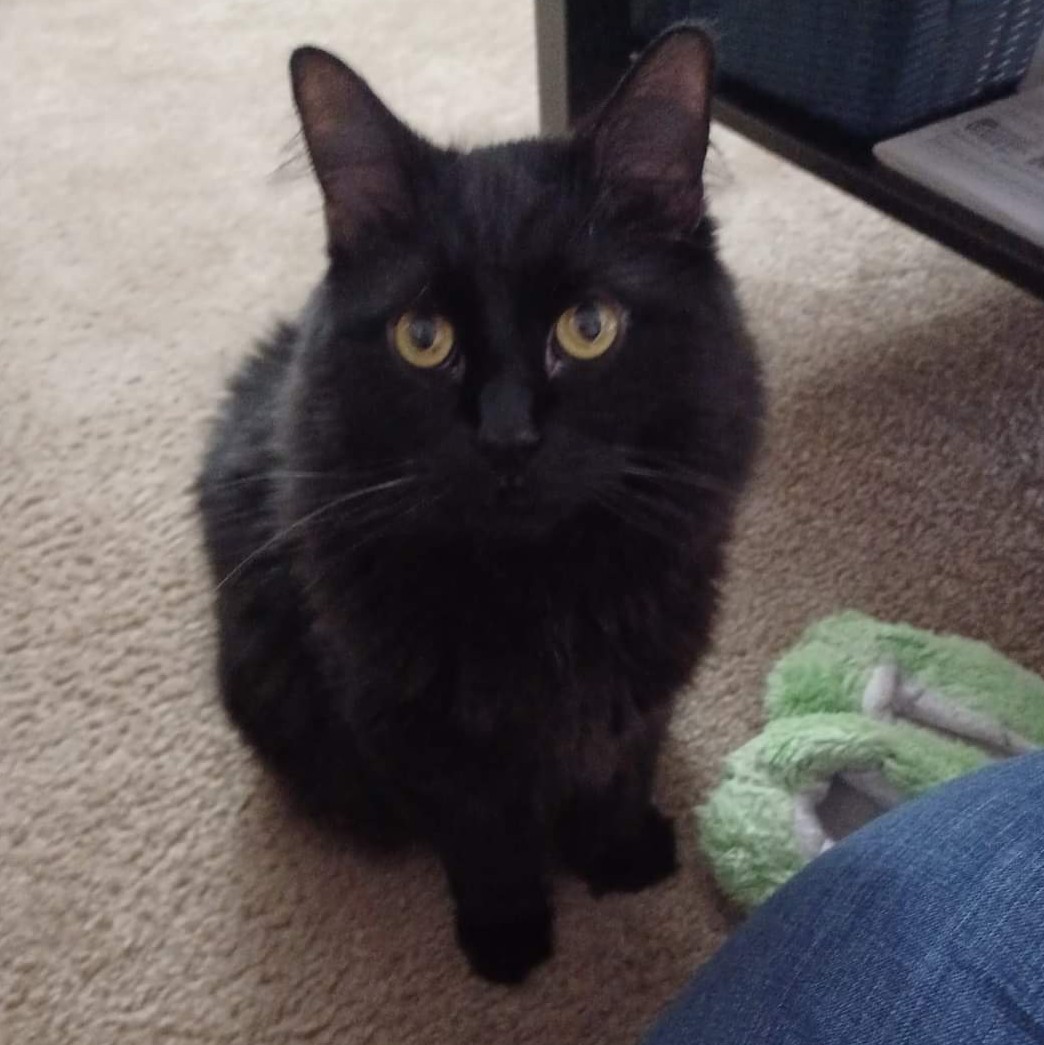 The House Panther Book Shop