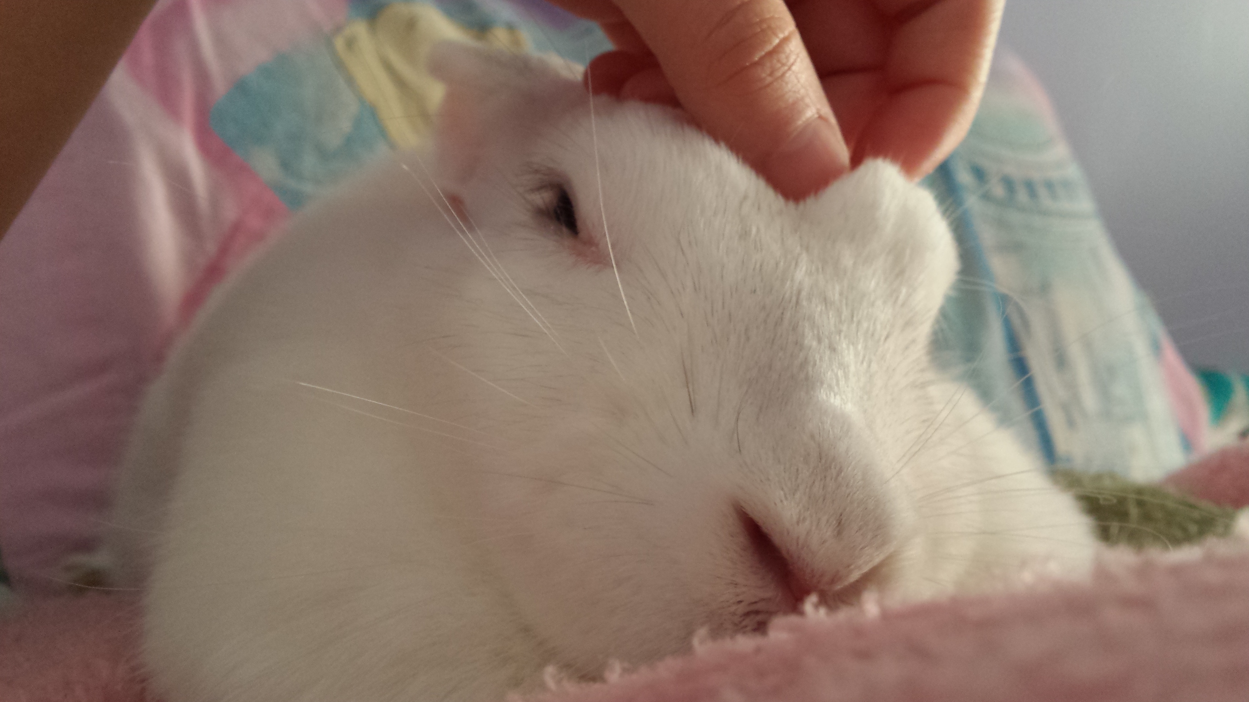 alittle this and that 🌸🐰🐇