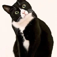 Tuxedo Cat Books