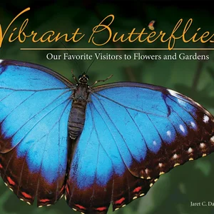 Vibrant Butterflies