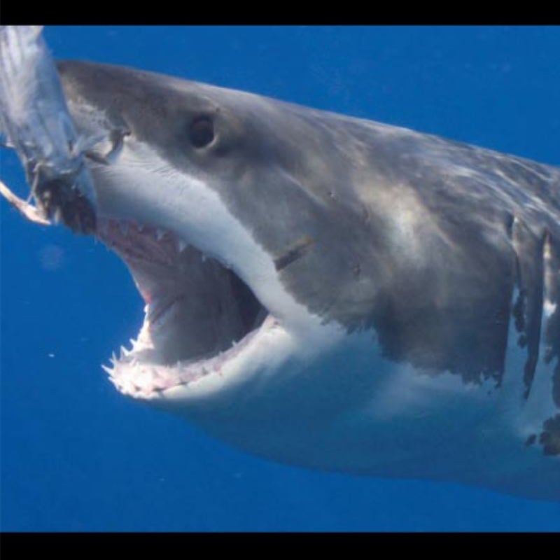 Modern Sharking