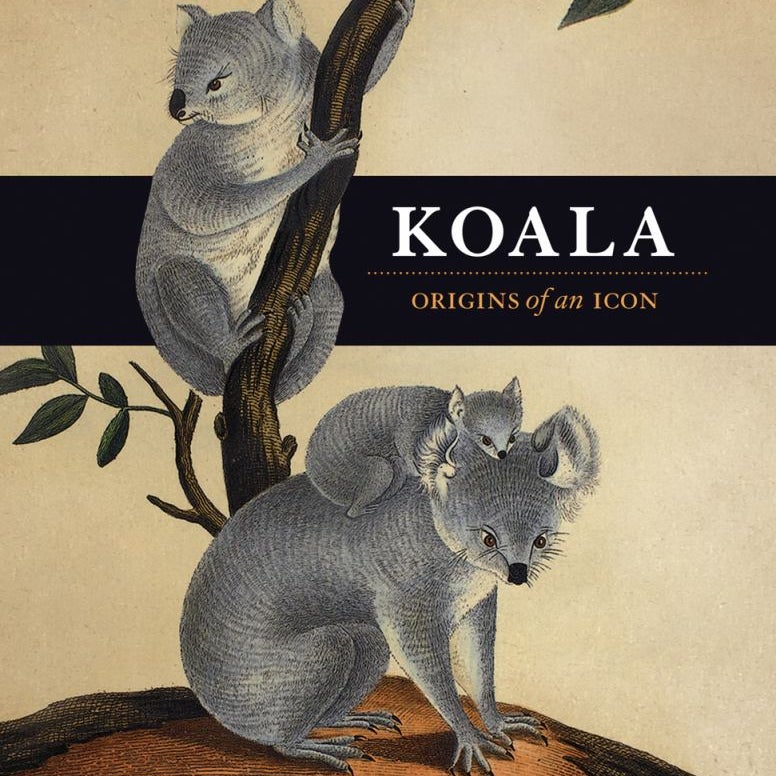 Koala