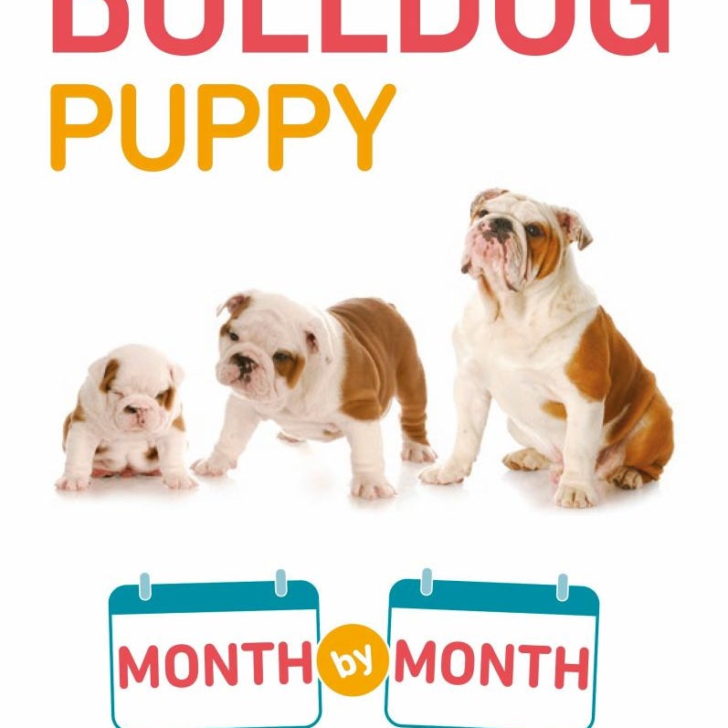 Your Bulldog Puppy Month by Month