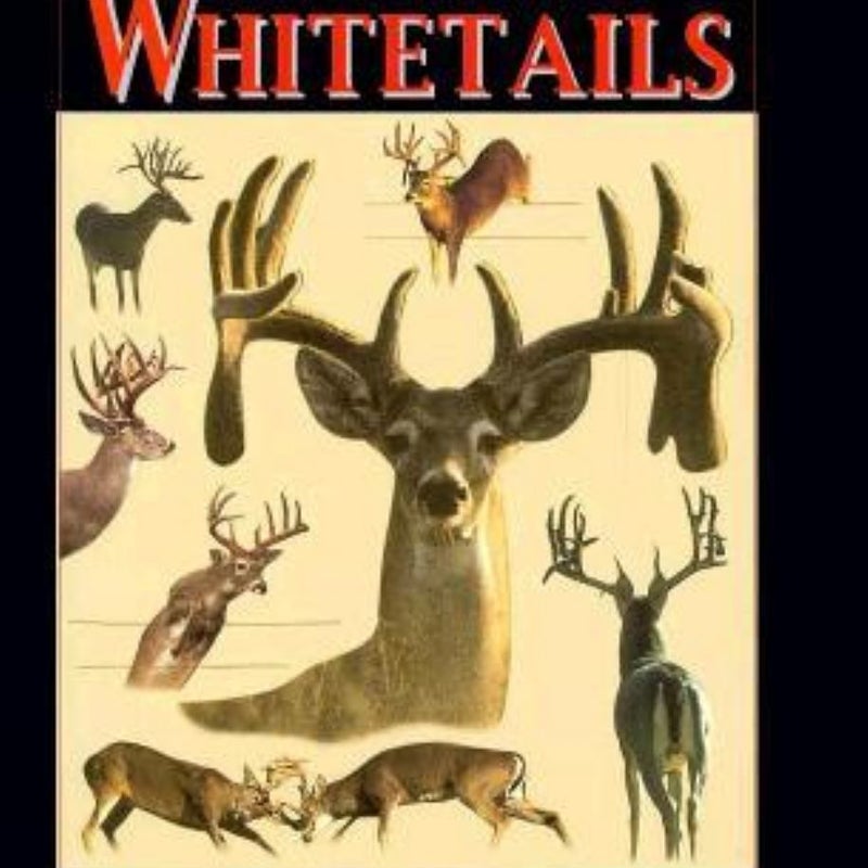 Amazing Whitetails