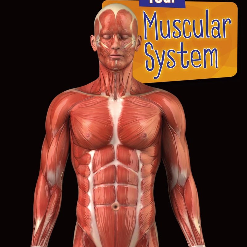 Your Muscular System