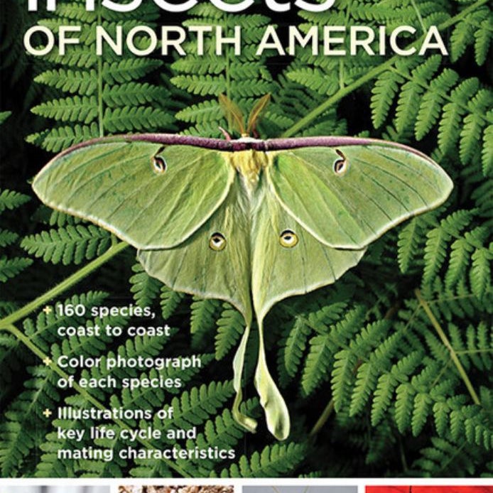 National Geographic Pocket Guide to Insects of North America