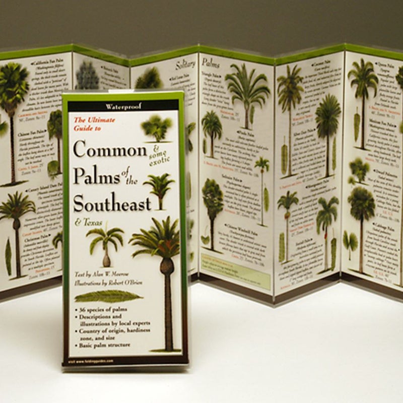 Common Palms of the Southeast