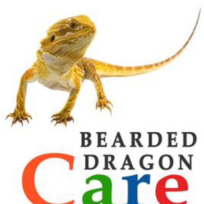 Bearded Dragons