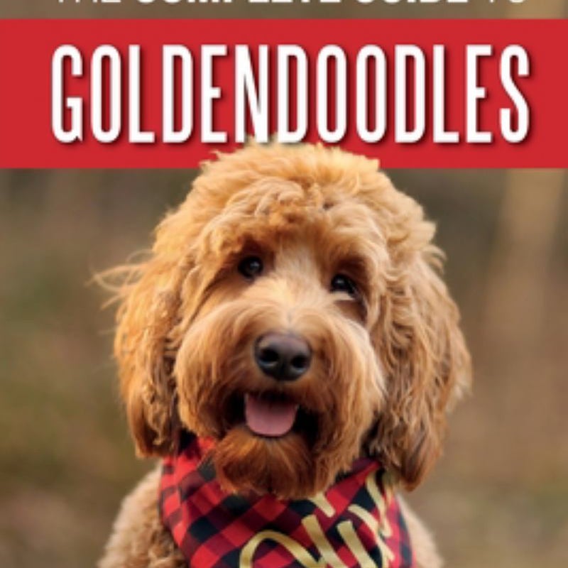 The Complete Guide to Goldendoodles