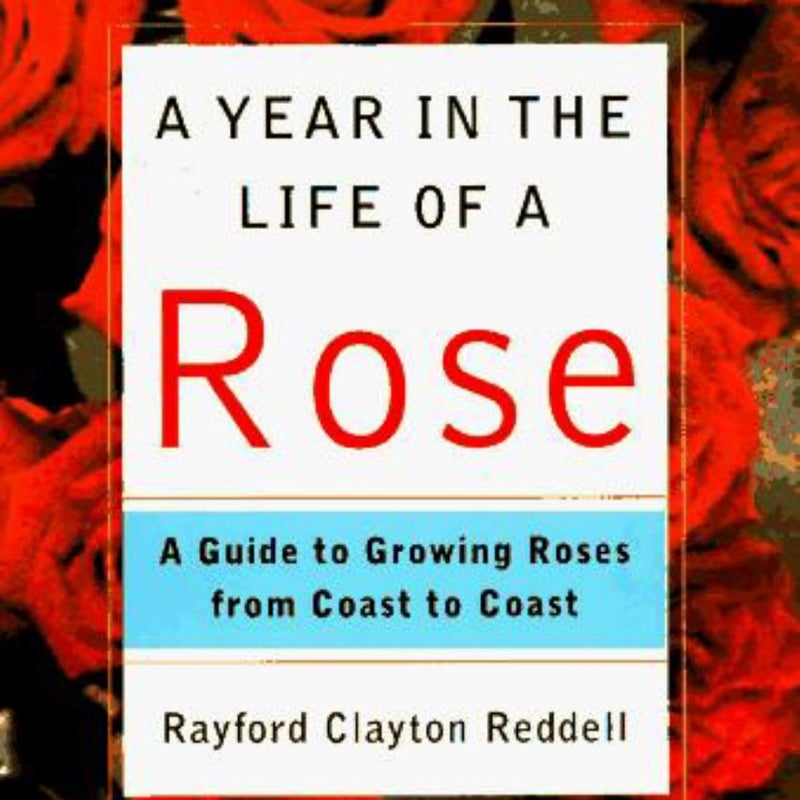 A Year in the Life of a Rose