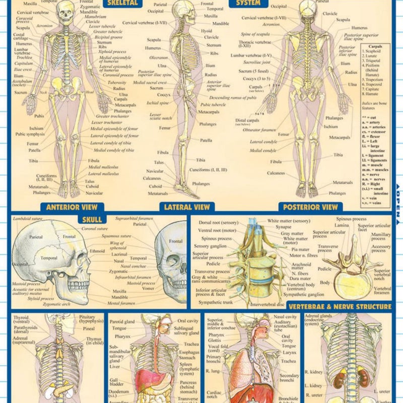 Anatomy Quizzer