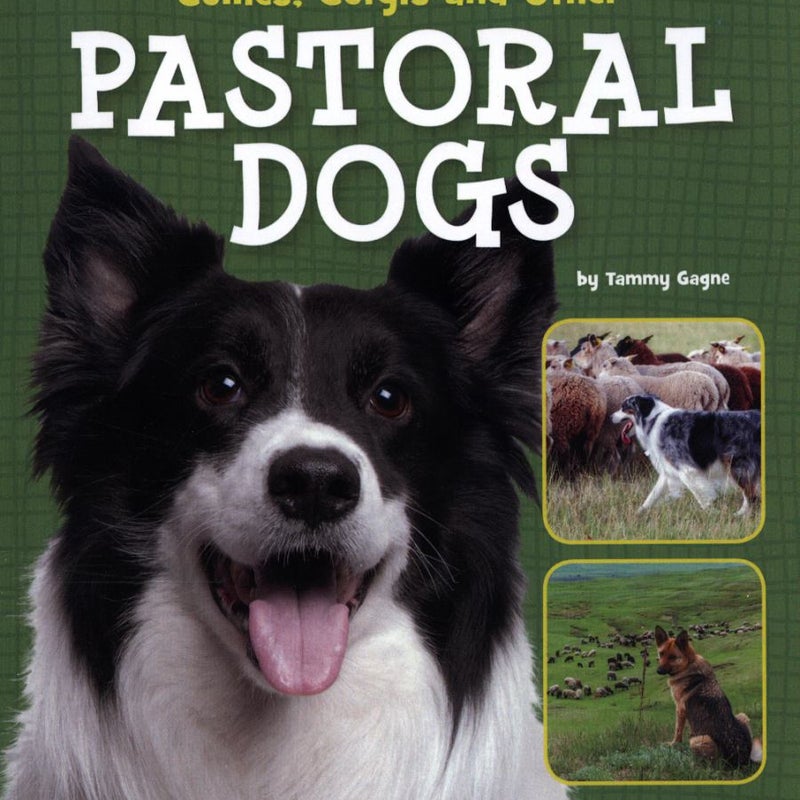 Collies, Corgis and Other Pastoral Dogs
