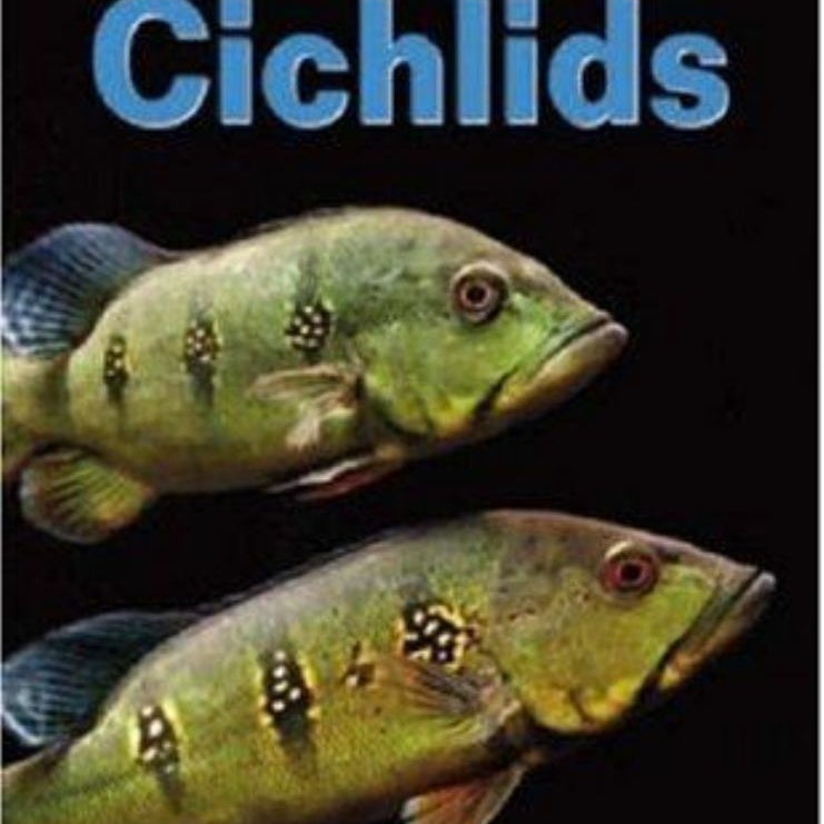 Guide to Cichlids