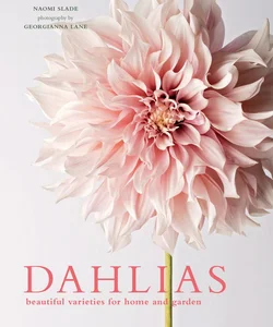 Dahlias