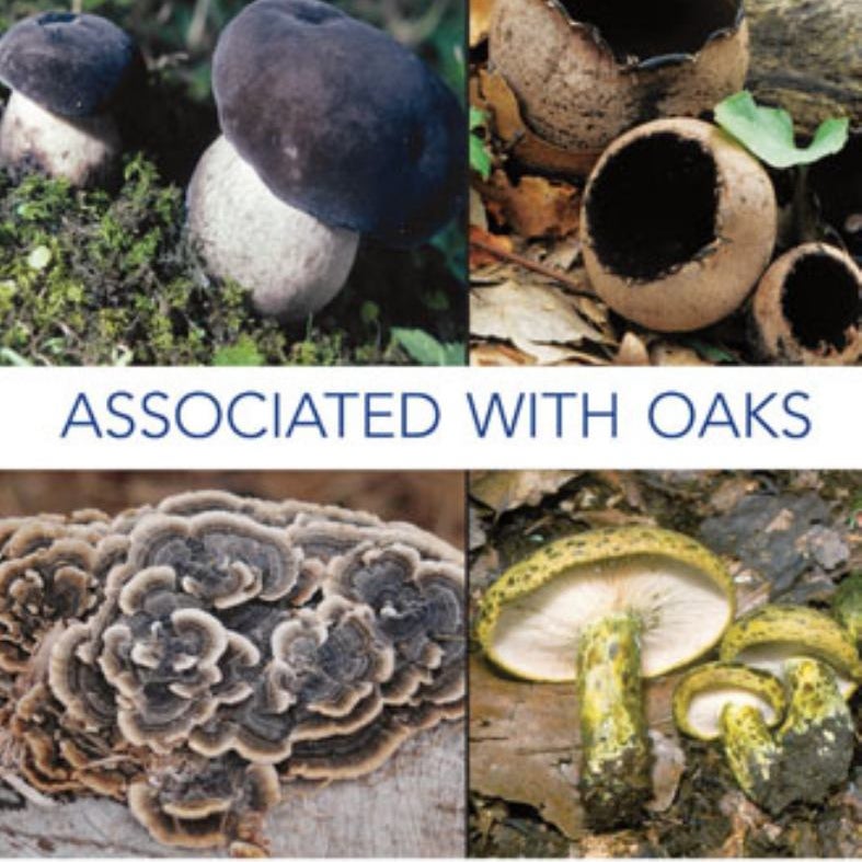 Macrofungi Associated with Oaks of Eastern North America