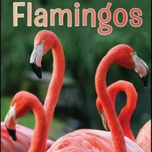 Flamingos