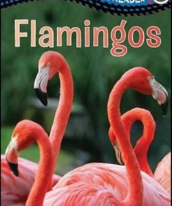 Flamingos