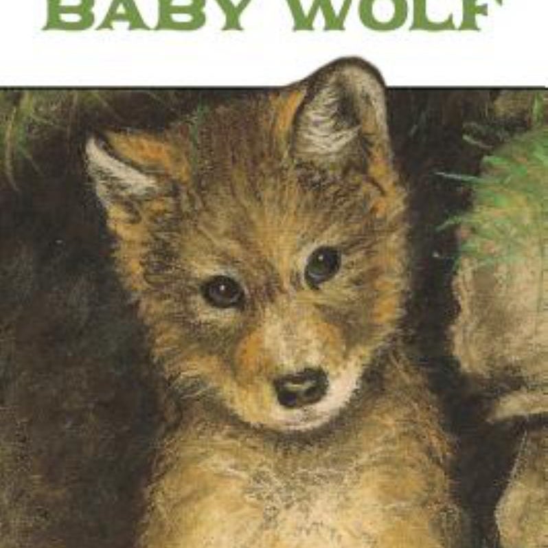 Baby Wolf