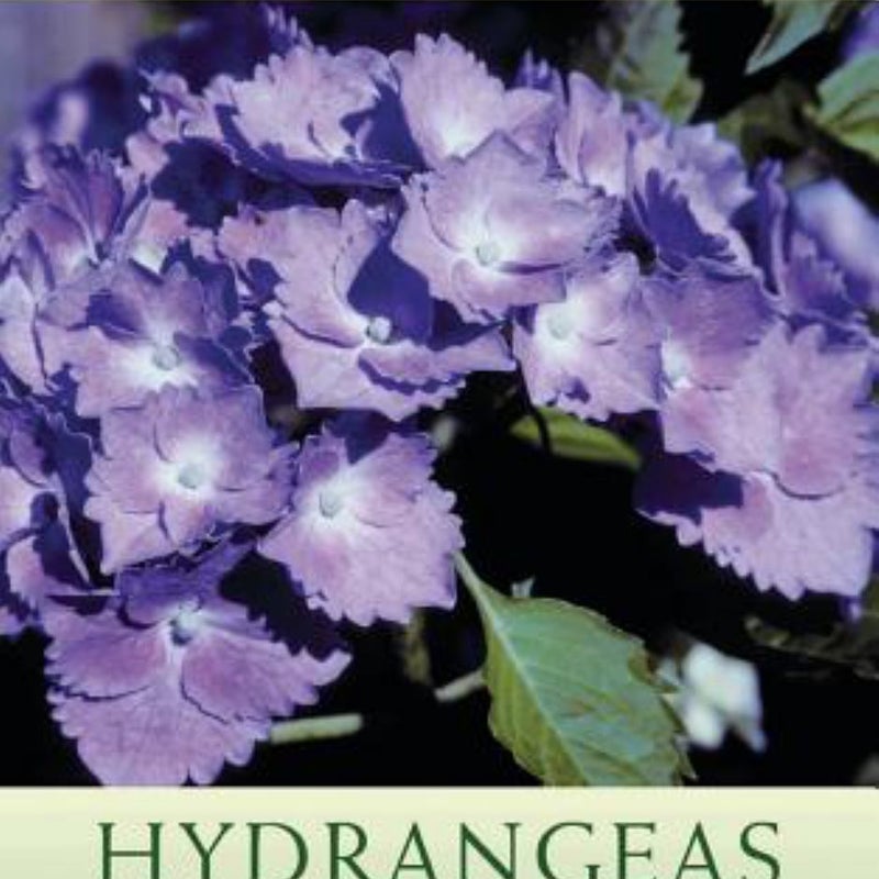 Hydrangeas for American Gardens