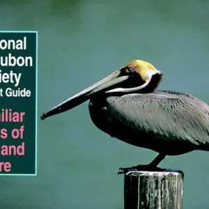 National Audubon Society Pocket Guide to Familiar Birds of Sea and Shore