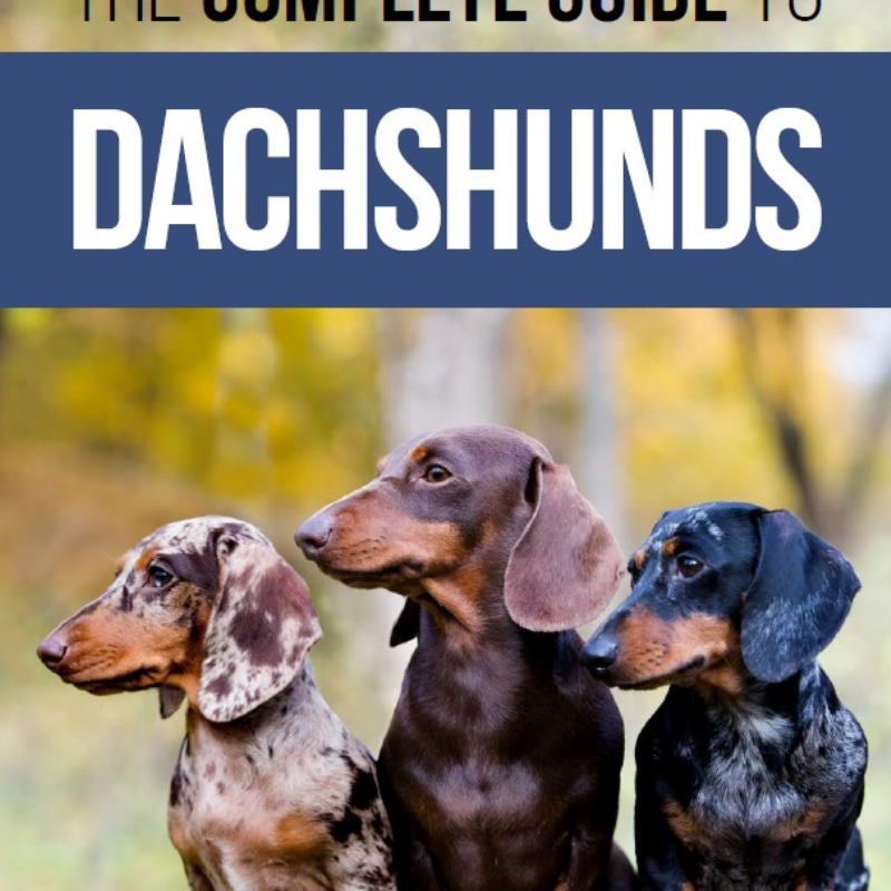 The Complete Guide to Dachshunds