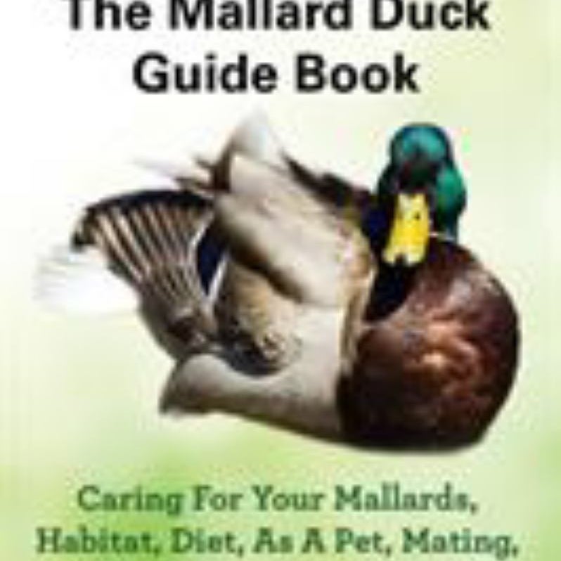 Mallard Ducks