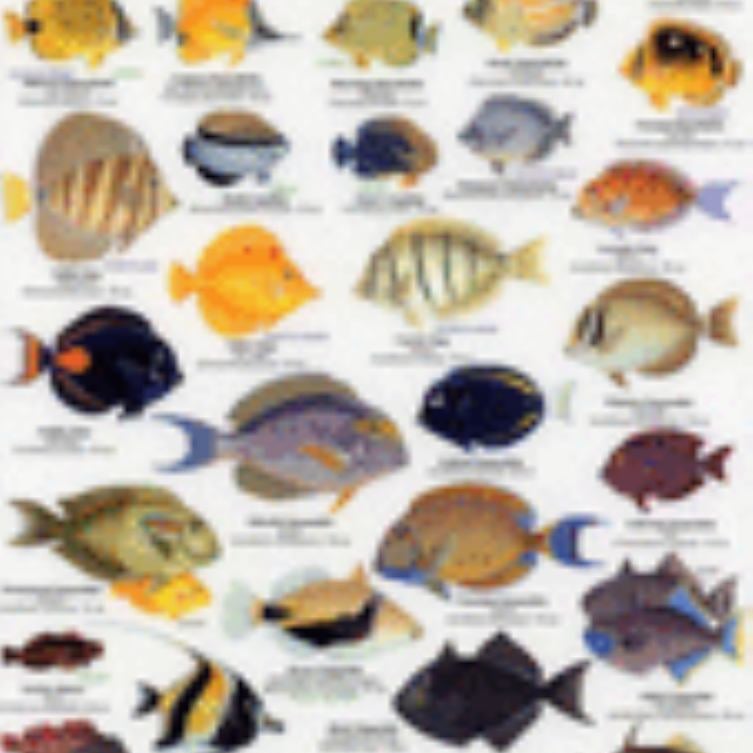 Plastic Card Reef Fish