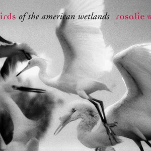 Wild Birds of the American Wetlands