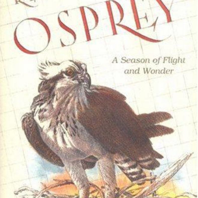 Return of the Osprey