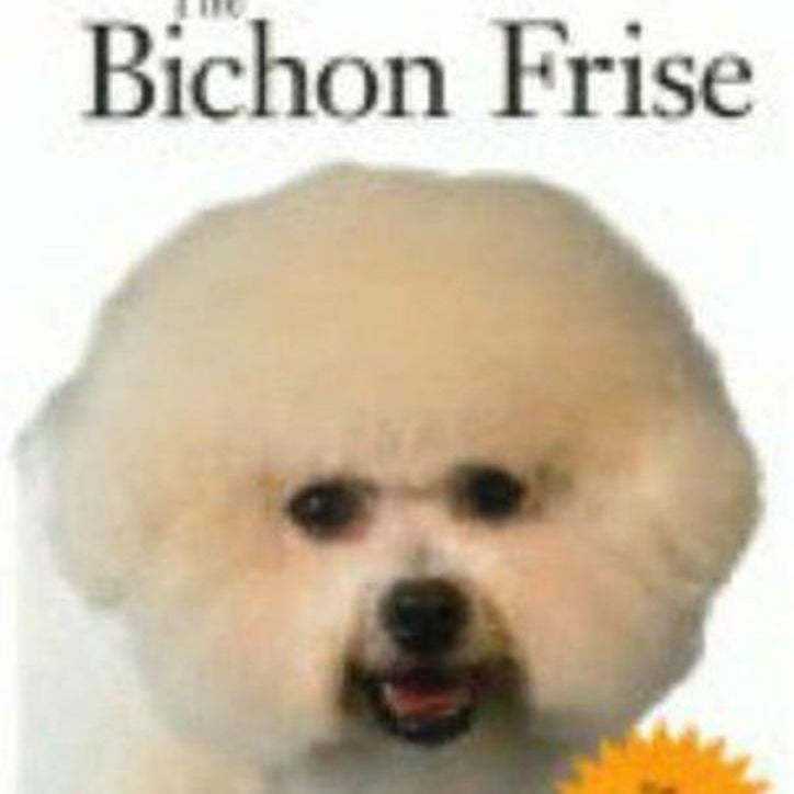 The Bichon Frise