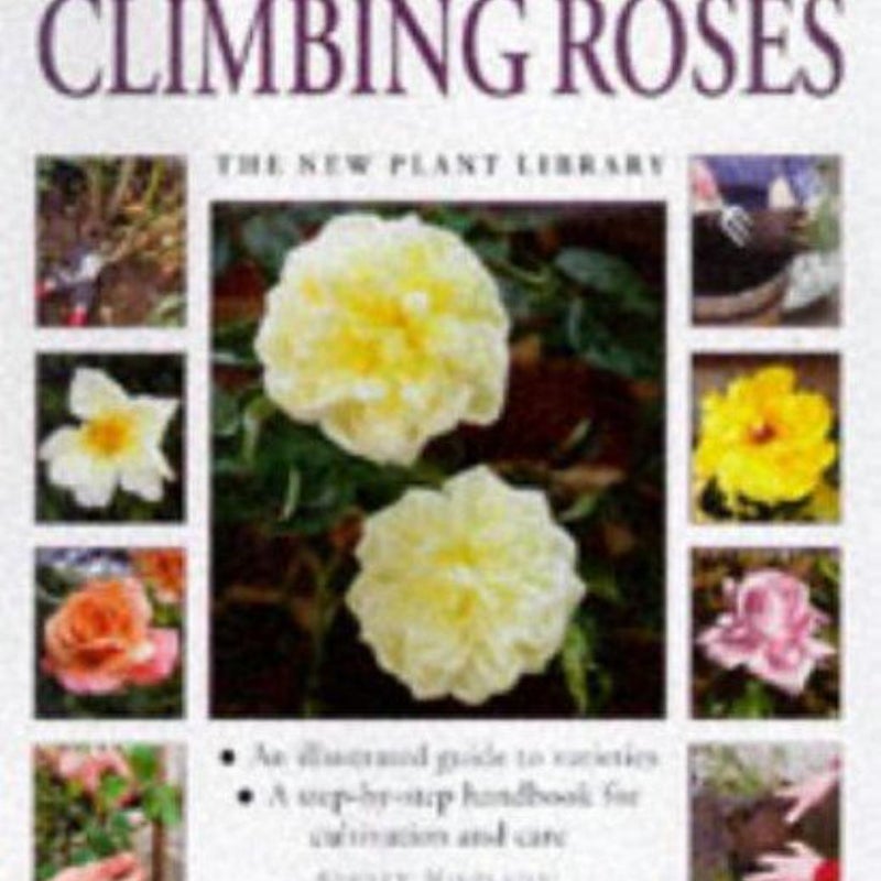 Climbing Roses