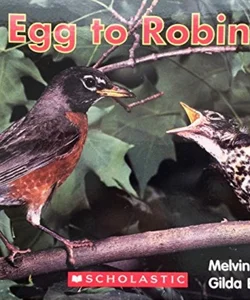 Egg to Robin